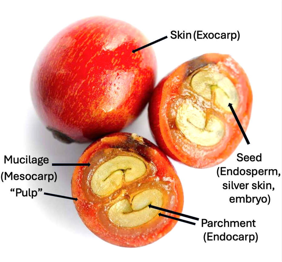 Inside the Cherry: An Anatomical Guide to the Coffee Fruit