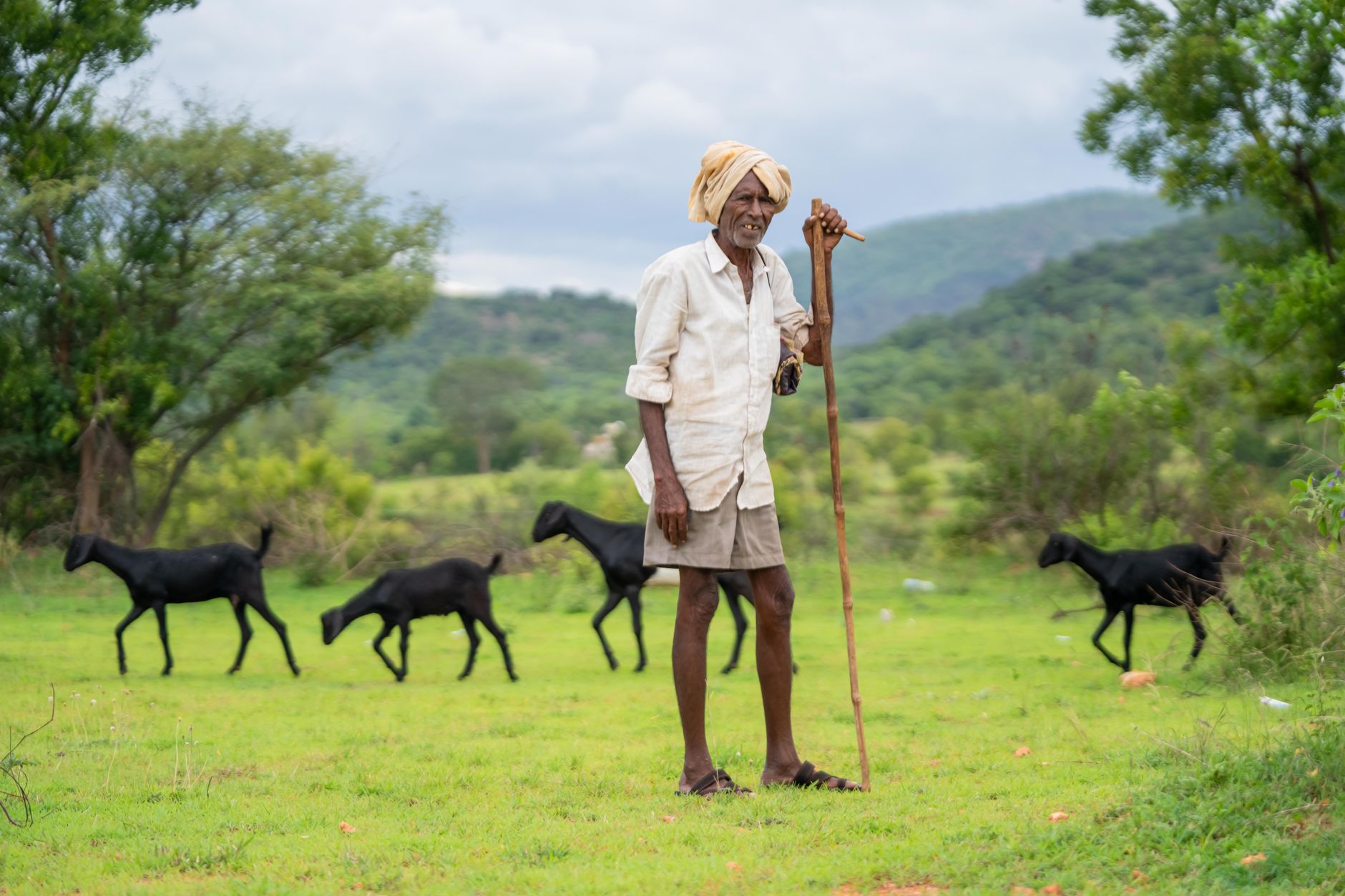 elderly farmer with sheep in scenic landscape